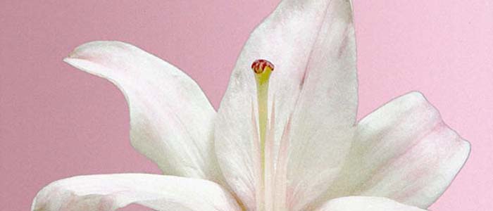Picture of a white lily